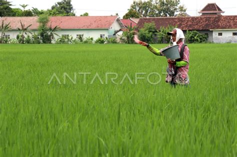 Alokasi Pupuk Subsidi Antara Foto