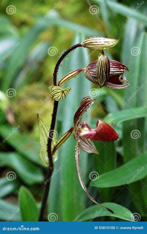 Wild Rare Rothschilds Slipper Orchid Borneo Stock Photo - Image of ...