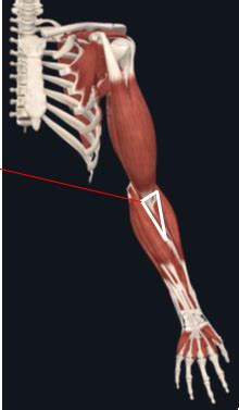 Clinical Aspects Of The Cubital Fossa Forearm And Wrist Flashcards