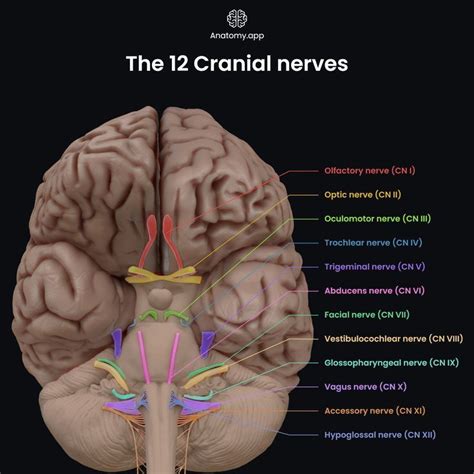 Cranial Nerves By Anatomy App Cranial Nerves Nerve Abducens Nerve