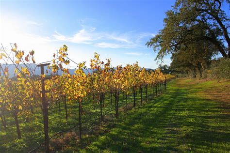 36 charming photos of Champagne vineyards, France | BOOMSbeat