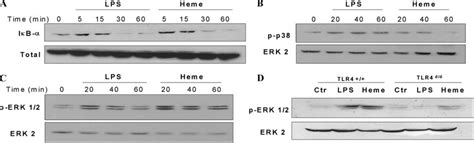 Heme Induces Ib Degradation And Mapks Phosphorylation Elicited