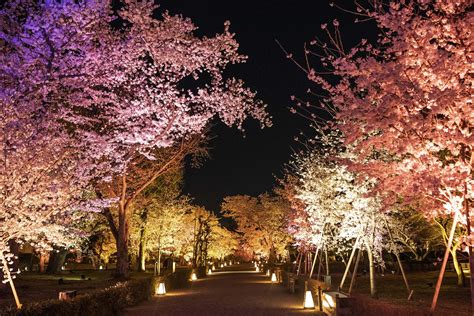 NAKED Cherry Blossom Festival 2024 Nijo Castle A World Heritage Site