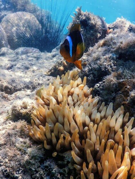 Peixe palhaço do Mar Vermelho Amphiprion bicinctus Mar Vermelho Foto