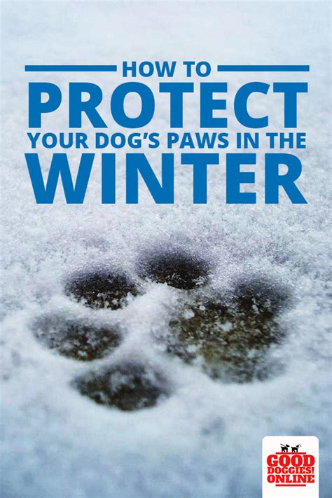 How To Protect Your Dogs Paws In The Winter Good Doggies Online