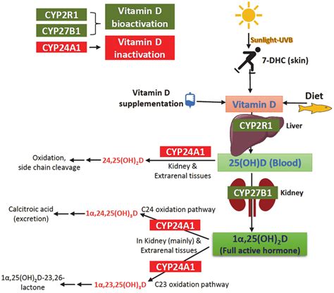 Overview Of The Pathways For Vitamin D Synthesis Bioactivation And