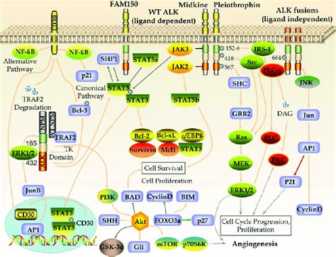 Alk Signaling Pathways And The Important Downstream Targets Of Alk