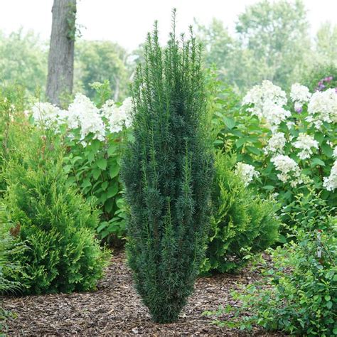 Stonehenge Skinny Yew Sooner Plant Farm