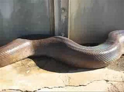 Anaconda Snake Youtube Video - Anaconda Gallery