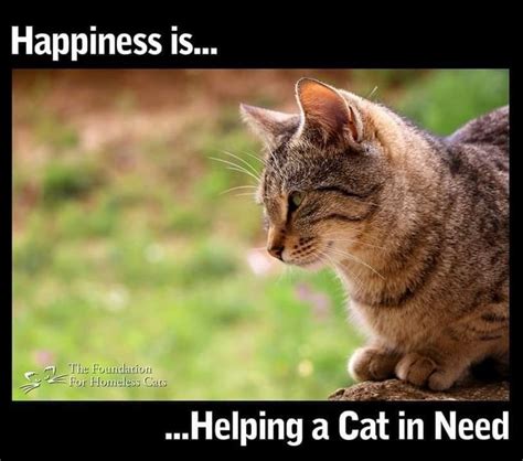 Pin By Cindy Bentley On Amazing Purrs Cats Cat Lover Quote Cute Cats