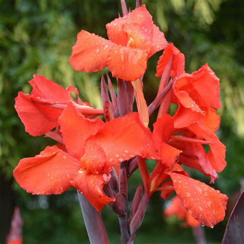 Canna Red Velvet Africa Deco Style