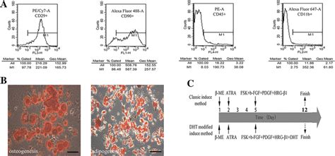 Immunophenotypical Characterization Multipotency And Differentiation