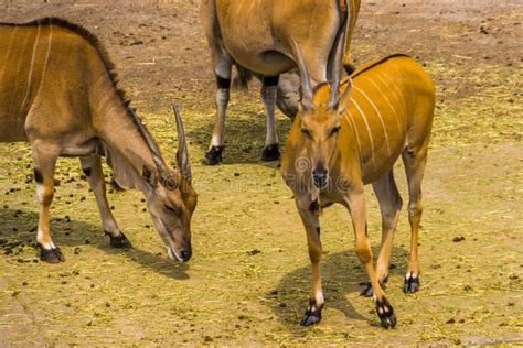 Eland Antelope Herd Stock Image Image Of Colourful Colour 45811591