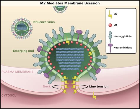 Influenza Exits The Cell Without An Escrt Cell