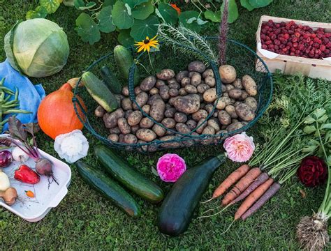 La Migliore Frutta E Verdura Da Coltivare All Ombra InNaturale