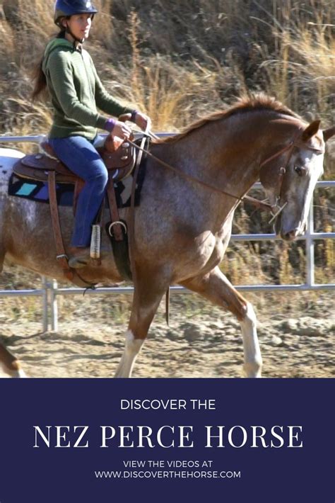 Nez Perce Horse | Breeds, Horse breeds, Horses