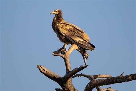 Juvenile Egyptian Vulture Neophron Percnopterus Dadia Le Flickr