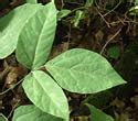 Desmodium Nudiflorum Naked Flower Tick Trefoil Minnesota Wildflowers