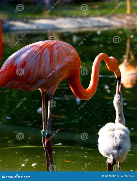 Mother Flamingo Feeding Baby Flamingo Stock Photo Image Of Flamingos