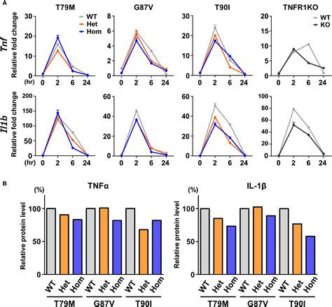 Frontiers Traps Mutations In Tnfrsf A Decrease The Responsiveness To