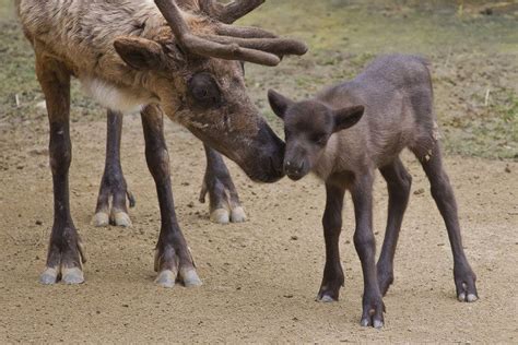 Baby Reindeer Born At San Diego Zoo Live Science