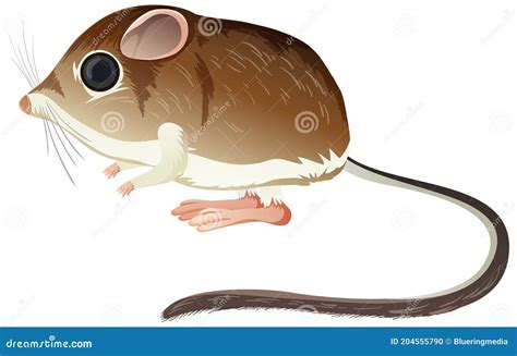 Rata Canguro Aislada Sobre Fondo Blanco Ilustración del Vector