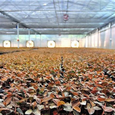 金线莲林下种植基地 福建益寿金线莲