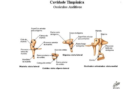 Oss Culos Da Audi O Anatomia Papel E Caneta