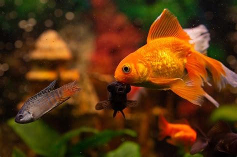 How Do Goldfish Mate Discover The Goldfish Breeding Process