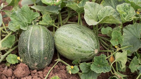 Beneficios de Quantum en sandía y melón AGRI nova Science