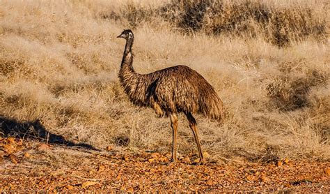 The Emu Natures Weatherman Australian Geographic