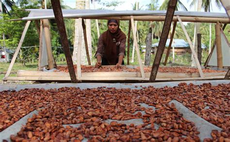 Cocoa Sustainability Partnership Swisscontact Meningkatkan Standar