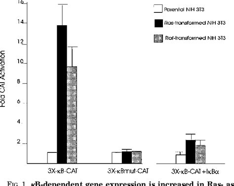 Figure 1 from Oncogenic Ha Ras induced Signaling Activates NF κB