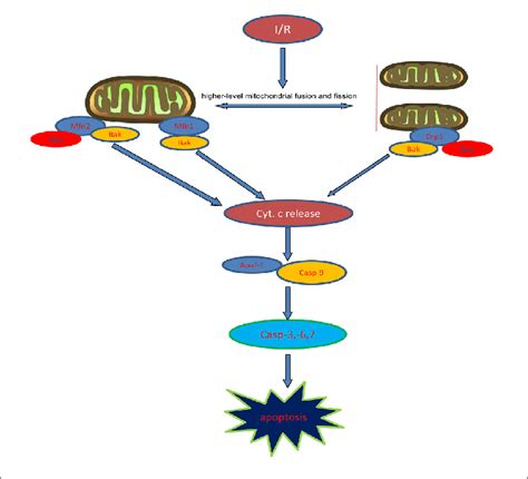 Mitochondrial Pathway Of Apoptosis