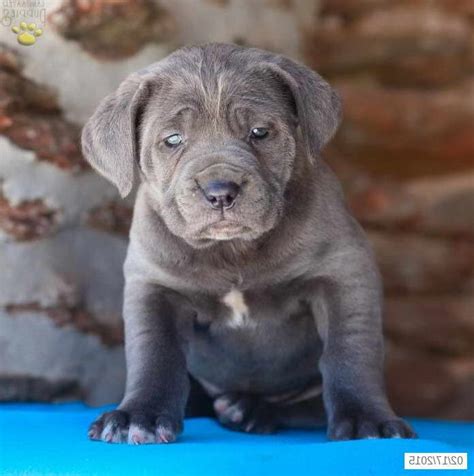 Cane Corso Mastiff Puppies For Sale In Pa Petsidi