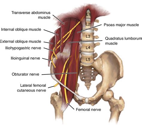 Lumbar Plexus Anatomy