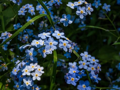 Macro Sky Blue And Purple Spring Flowering Plant The Wood Forget Me