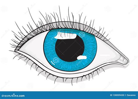 Human Blue Eye Stock Vector Illustration Of Iris Design 130059430