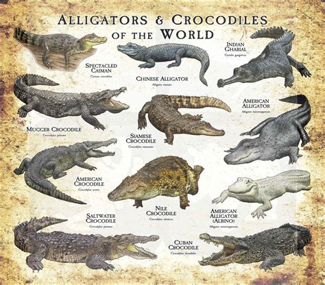 Nile Crocodile, Saltwater Crocodile, Mugger Crocodile, Crocodile ...