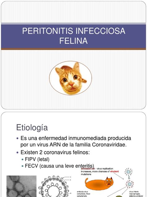 Peritonitis Infecciosa Felina Virus Infección