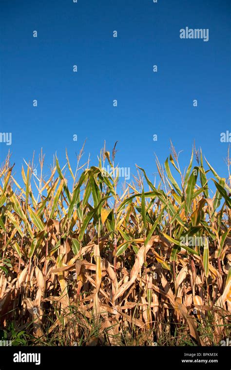 Field Corn Late Summer Michigan Usa Stock Photo Alamy