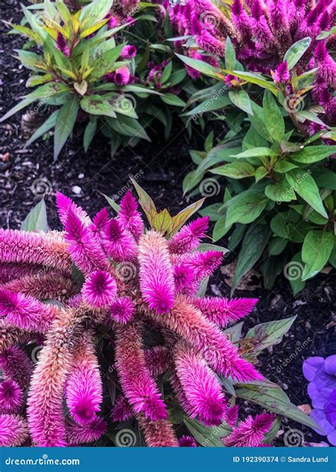 unique pink flowers  garden stock photo image  summer observed