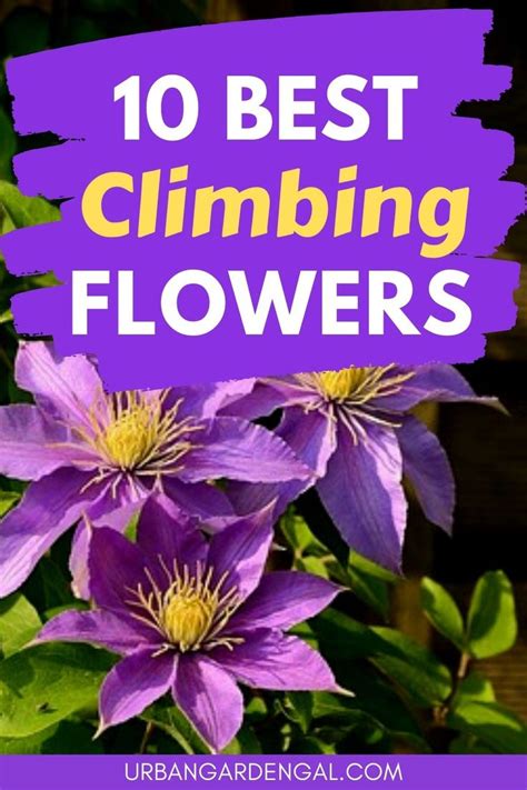 10 Beautiful Climbing Flower Vines | Climbing flowers trellis, Trellis ...