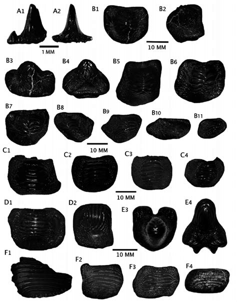 Elasmobranch species from the basal Atco Formation, north-central ...