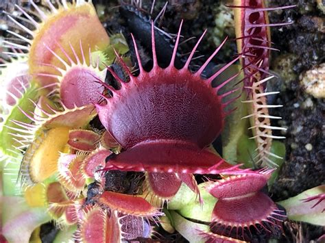 Dionaea Muscipula B52 Canada VFT B52 Canada For Sale