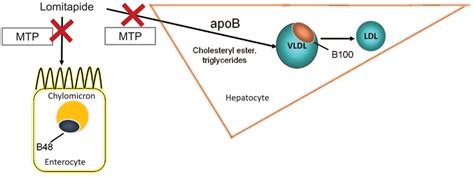 The Mechanism Of Action Of Lomitapide MTP Is Required For Assembly And