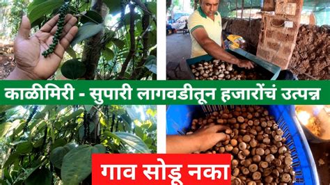 कळमर सपर लगवडतन हजरच उतपनन supari farming Areca nut