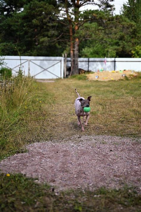 American Naked Terrier Runs Around With A Ball In The Backyard Stock Image Image Of Pink