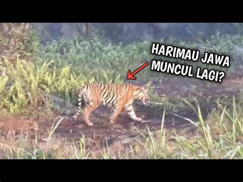 Harimau Jawa Belum Punah Inilah Fakta Menarik Macan Jawa Youtube