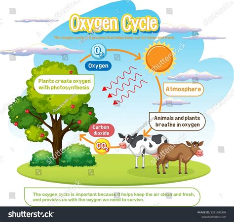 Oxygen Cycle Diagram Science Education Illustration Stock Vector